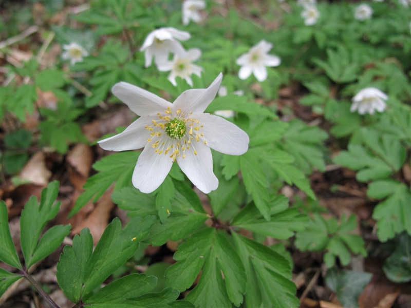 Frühblüher 16